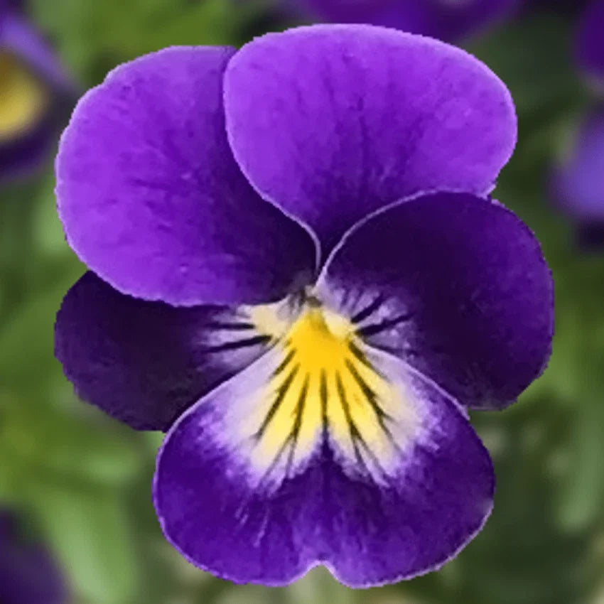 Viola Seeds - Viola x wittrockiana Endurio Blue Face - 50 Seeds for Garden & Landscaping