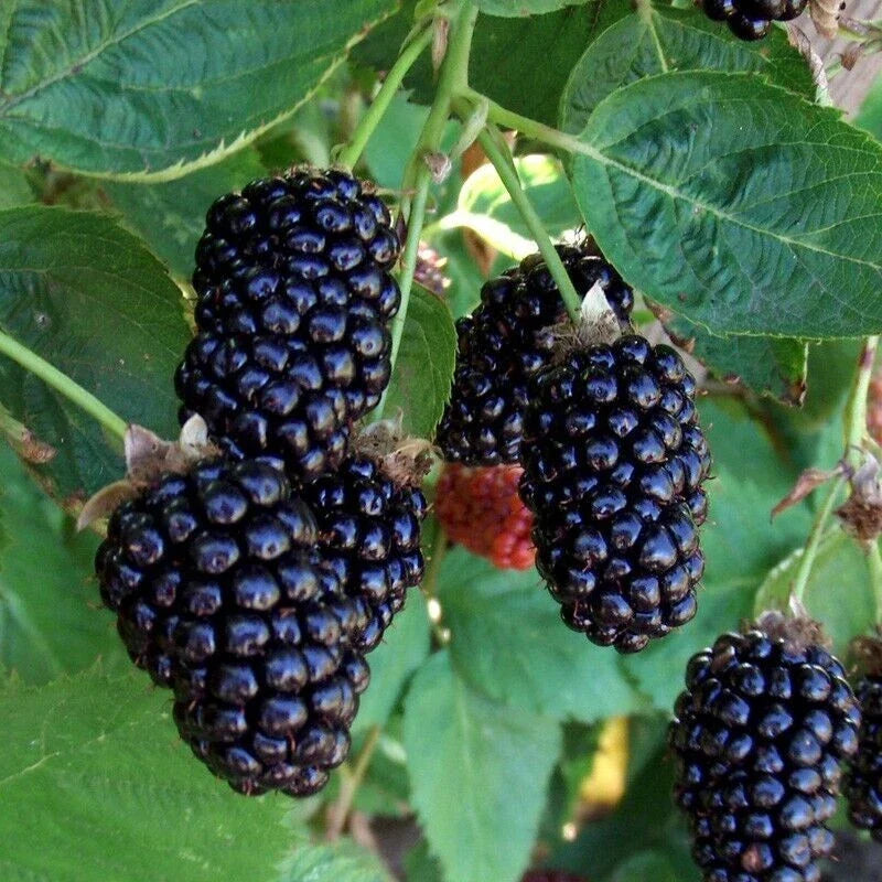 Thornless Blackberry Seeds – Apache Rubus fruticosus – Juicy, Large Blackberries – 10+ Seeds for Gardening
