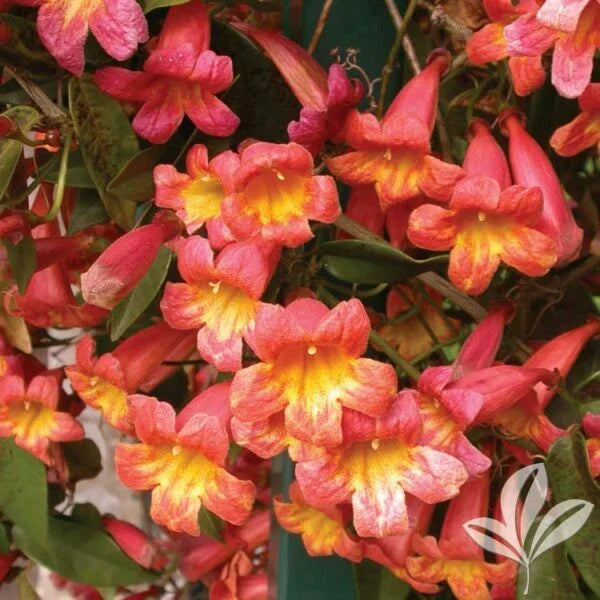 Bignonia Crossvine Starter Plant - Tangerine Beauty, Climbing Vine, Butterfly Attractant, Bignonia capreolata, Garden Decor