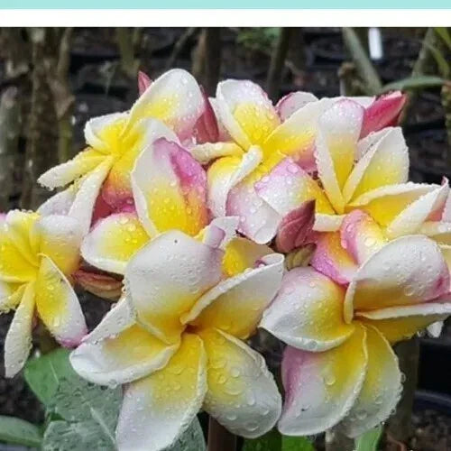 Plumeria Nakaraj Rooted Cutting 30-40 cm - Tropical Fragrant Flowering Plant