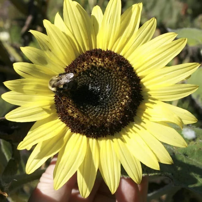 LEMON QUEEN SEEDS - 25+ Large Colorful Helianthus annuus Seeds for Garden