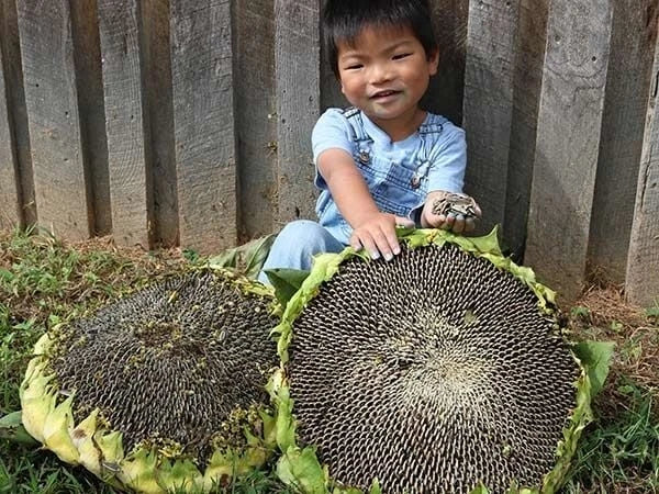 Giant Mongolian Sunflower Seeds - 10+ Non-GMO Heirloom Helianthus annuus