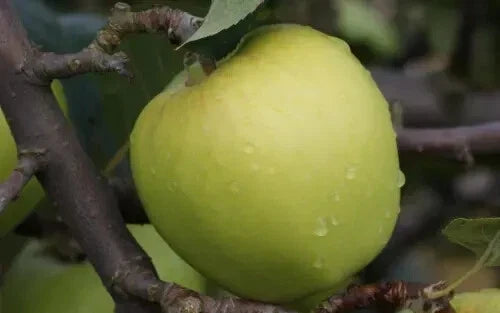 Morgan Sweet Apple Seeds - Organic Malus domestica for Garden Planting, 25+ Seeds, USA Grown