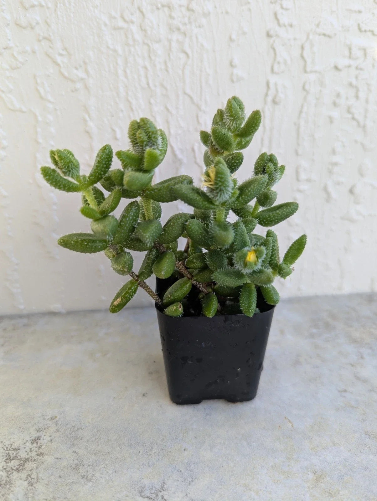 Pickle Succulent Plant 2-Inch Rooted Pot, Delosperma Echinatum, Drought-Tolerant Ground Cover for Indoor & Outdoor