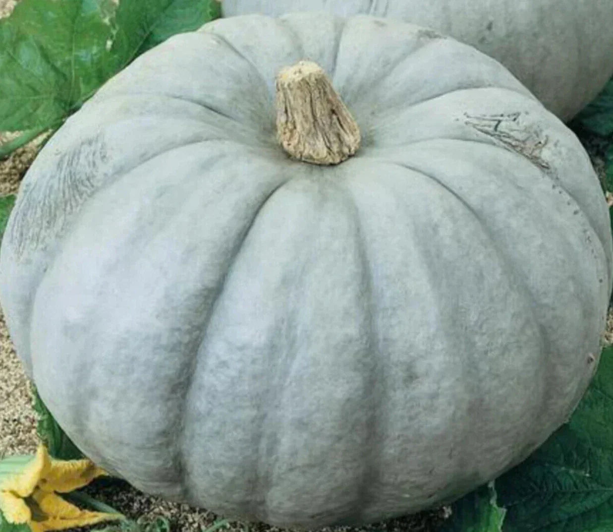 Blue Pumpkin Seeds - 12" Jarrahdale Ornamental & Culinary Squash