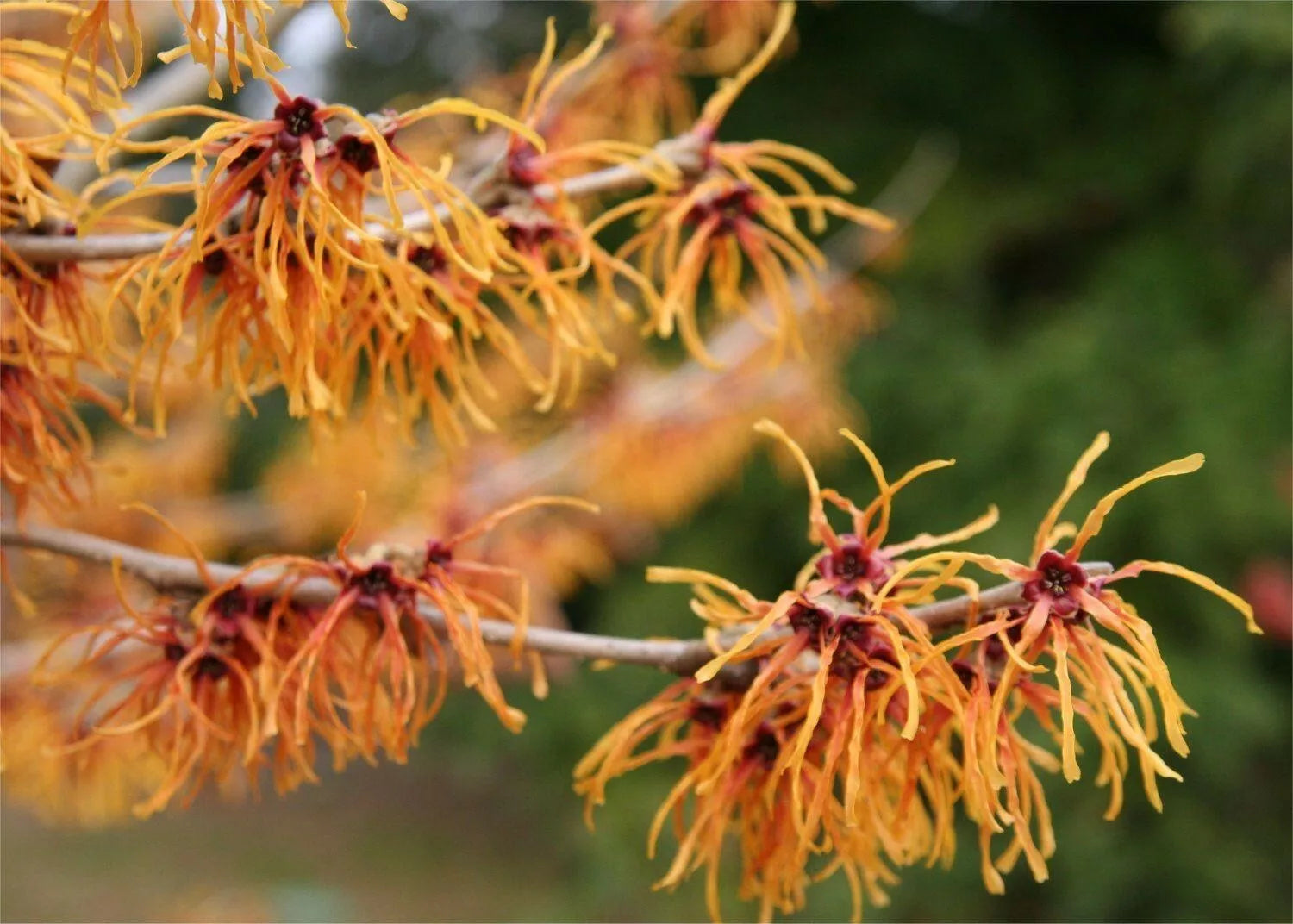 Witchhazel Starter Plants Set of 2 | Hamamelis vernalis Bare Root Shrubs for Gardens | Hardy Deciduous Bushes for Landscaping