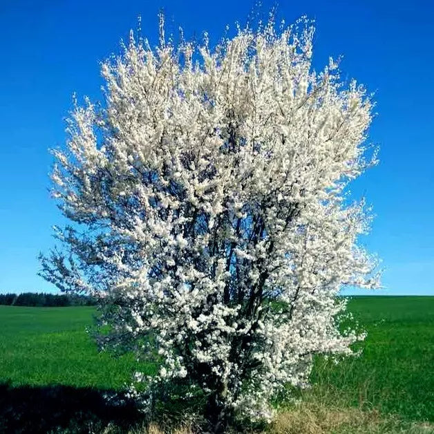 American Plum Tree Seeds - Prunus americana - Hardy Fruit Tree for Zones 3-8