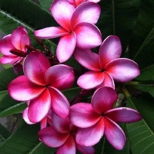 Pink Purple Plumeria Seeds - Perennial Flower Seeds for Garden, Indoor & Outdoor, Plumeria rubra, Butterfly & Hummingbird Attracting