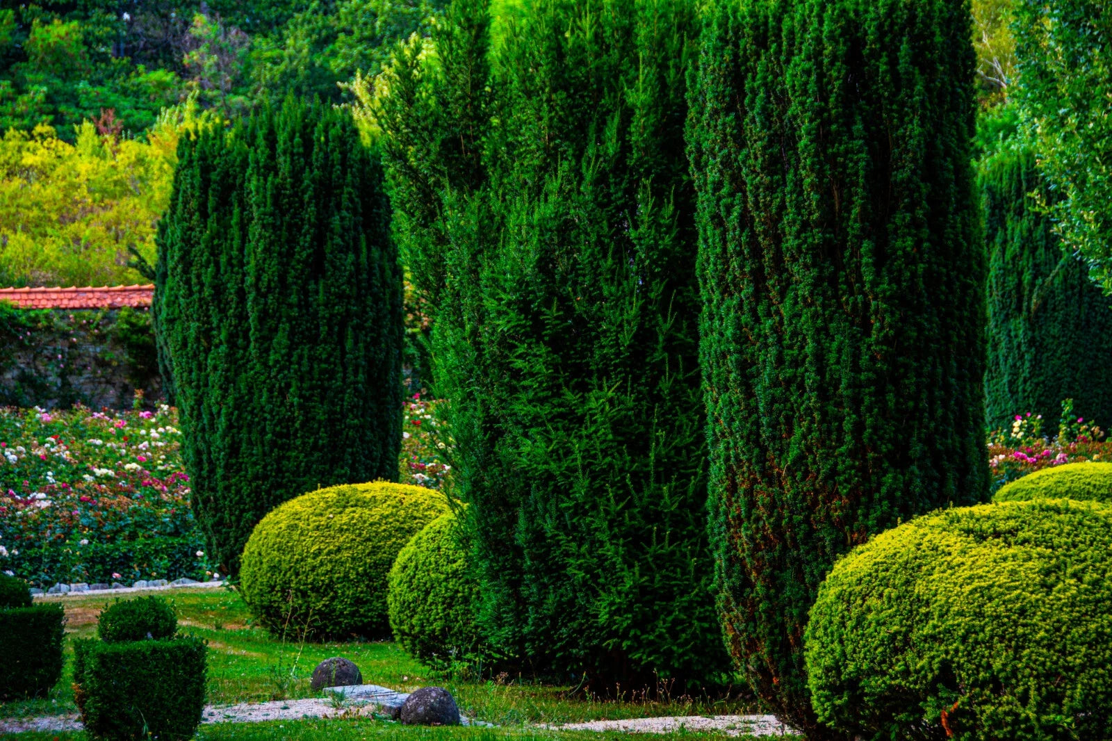 Italian Cypress Seeds - 50+ Count, Cupressus sempervirens, Fast Growing Evergreen Tree for Privacy & Landscaping