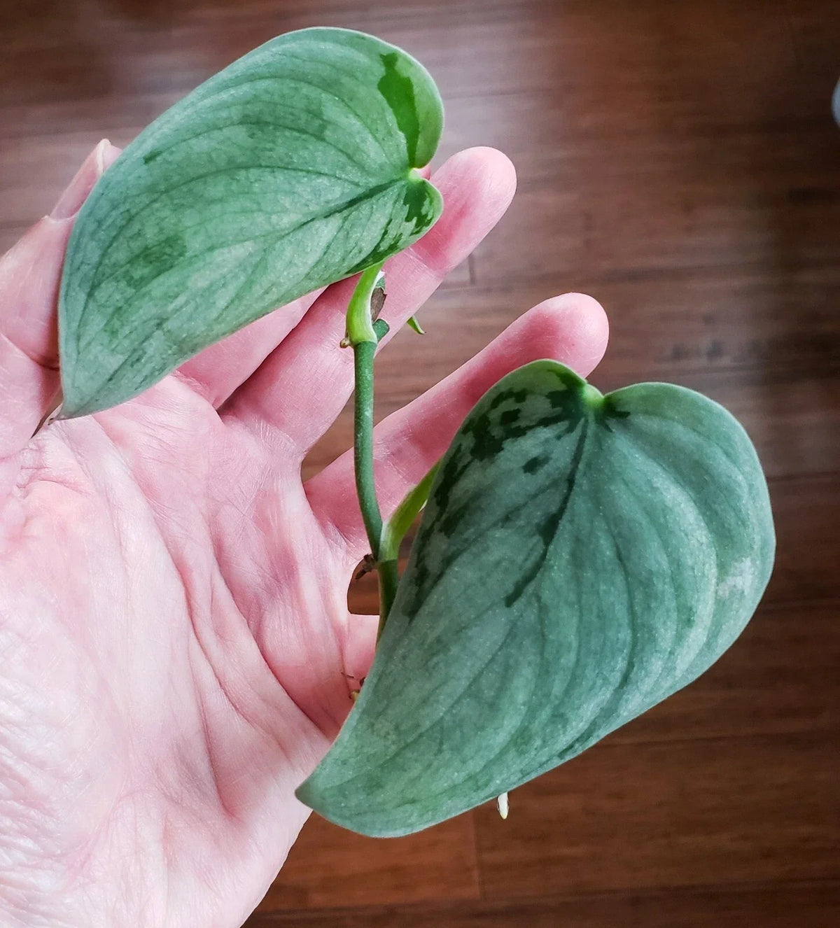 Rooted Scindapsus Sooo Silver Top Cut in Moss - Unique Variegated Houseplant with Silver Leaves