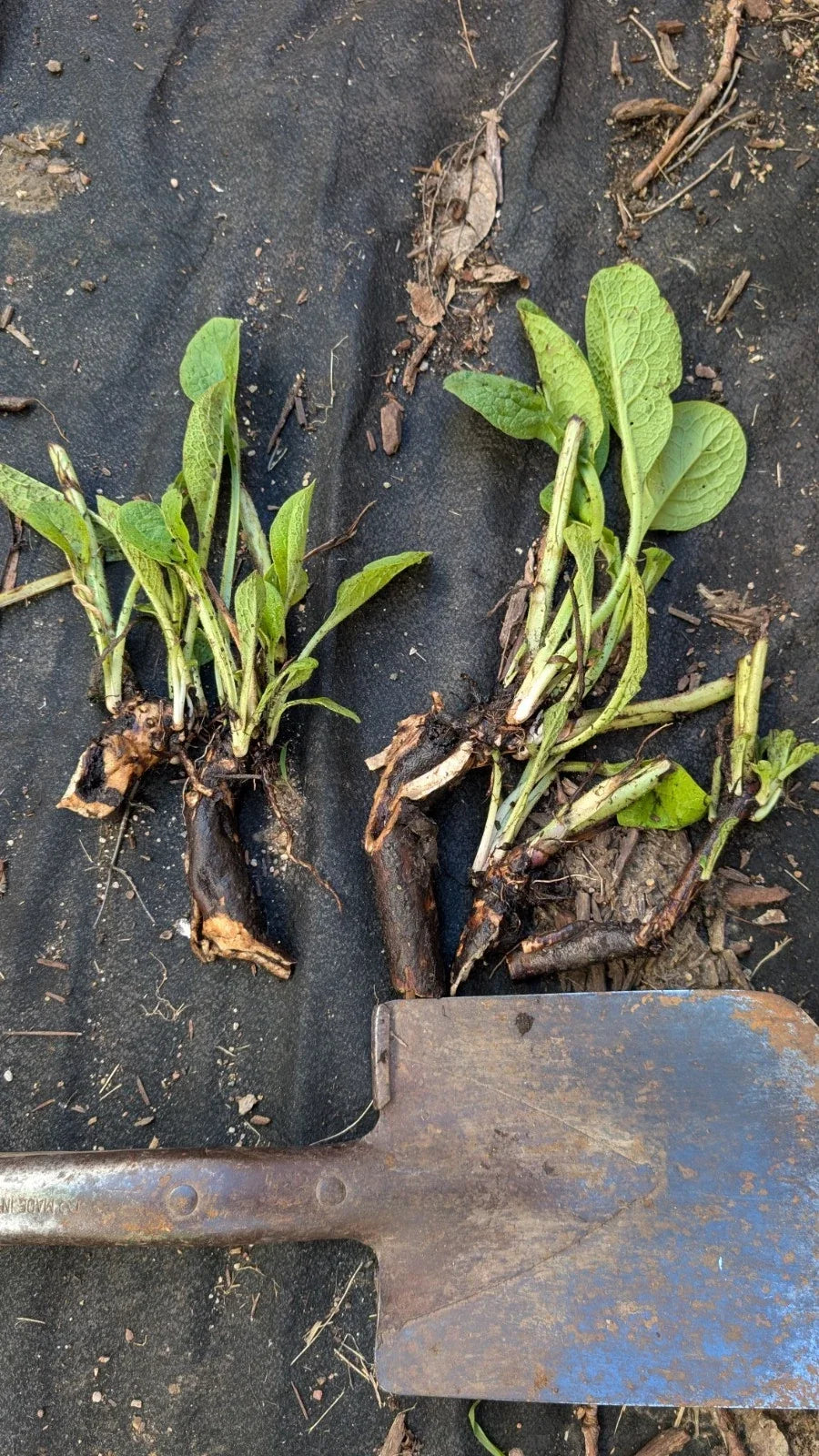 Comfrey Bocking 14 Plant - Large Bare Root Crown - Non-Spreading Symphytum x uplandicum Herb for Garden, Composting & Mulch