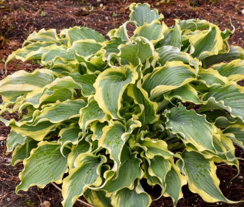 Hosta Plant - Potted Perennial - Voices In The Wind Variegated Shade-Loving Ground Cover
