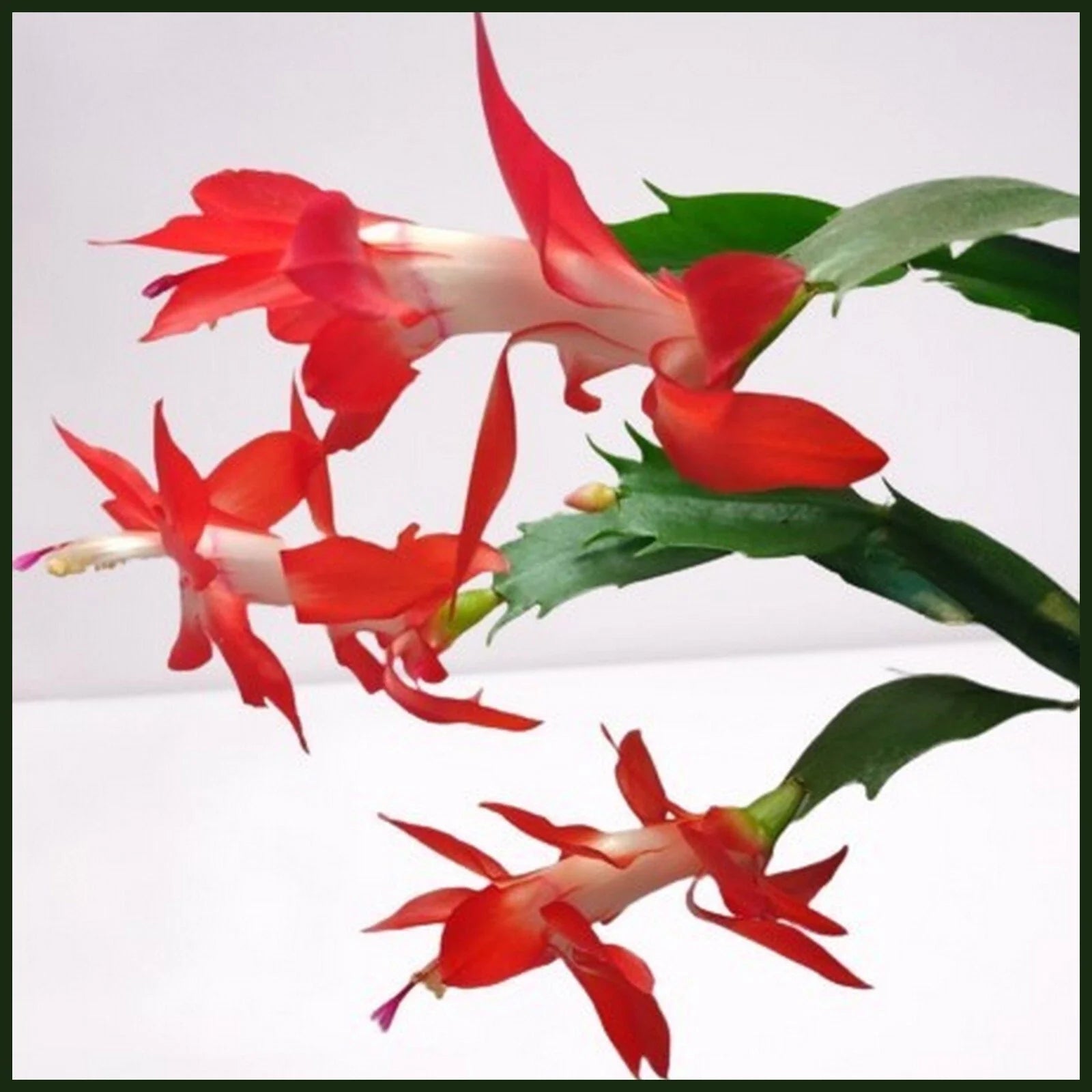 Thanksgiving Cactus Cuttings 2-Segment Red Schlumbergera Truncata for Propagation, Unrooted Holiday Plant Cuttings