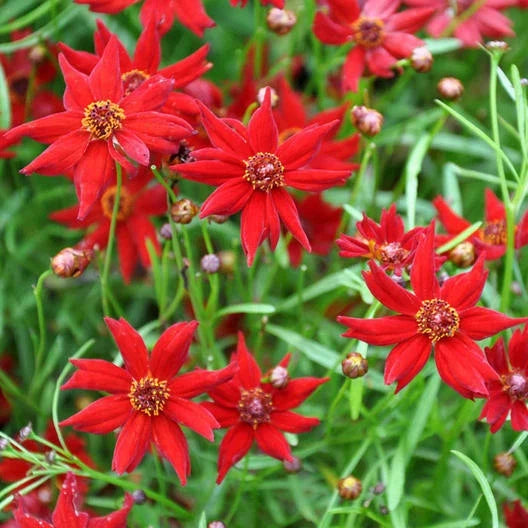 Coreopsis Seeds - Amulet Red Dwarf Variety - 500 Non-GMO Butterfly Garden Perennial Seeds - Coreopsis tinctoria