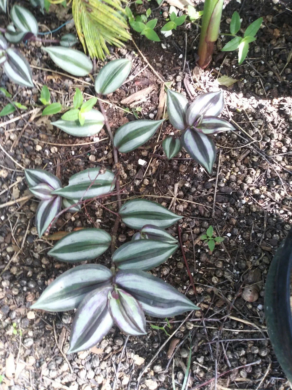 Organic Wandering Jew Cuttings - 7 Rooted Tradescantia Zebrina with Variegated Green and Purple Foliage