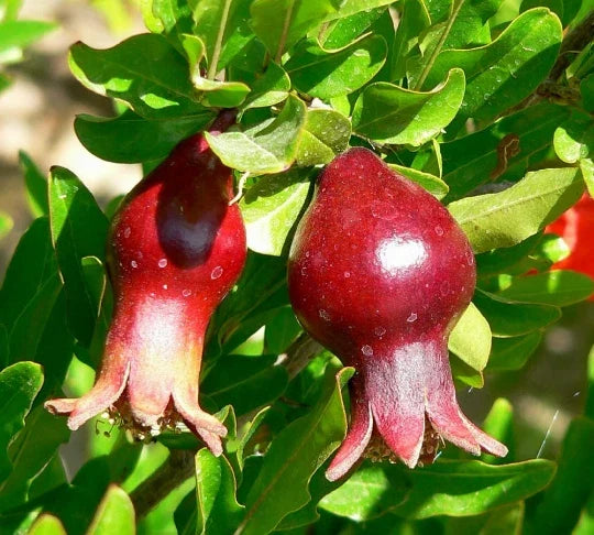 Organic Dwarf Pomegranate Seeds Punica granatum nana - Edible Fruit Plant for Home Garden & Containers