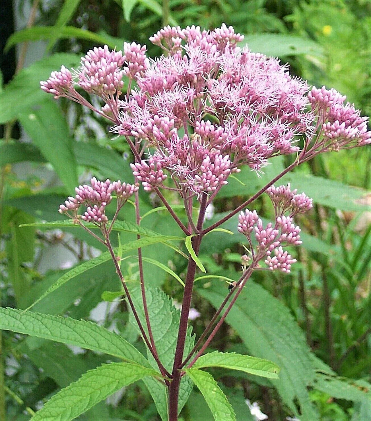 Joe Pye Weed Plants - 3 Pack - Native Maine Eupatorium purpureum Perennial Flowering Plants for Gardens