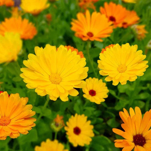Calendula Seeds Fiesta Gitana | Heirloom Edible Flowers | Non-GMO, Easy to Grow