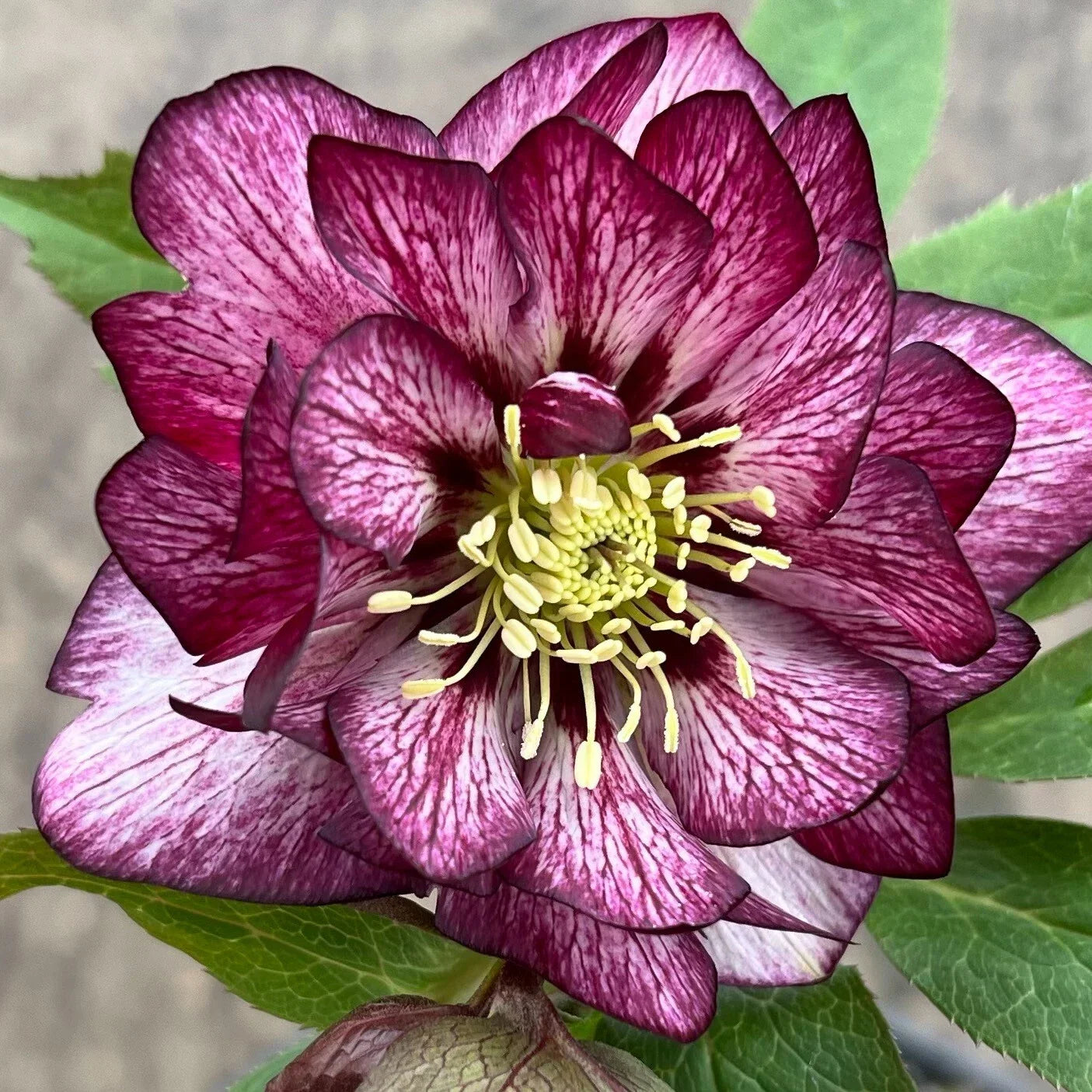 Hellebore 'Whirlwind Romance' Perennial Plant in 5.25" Pot – Lenten Rose with Pink and White Blooms