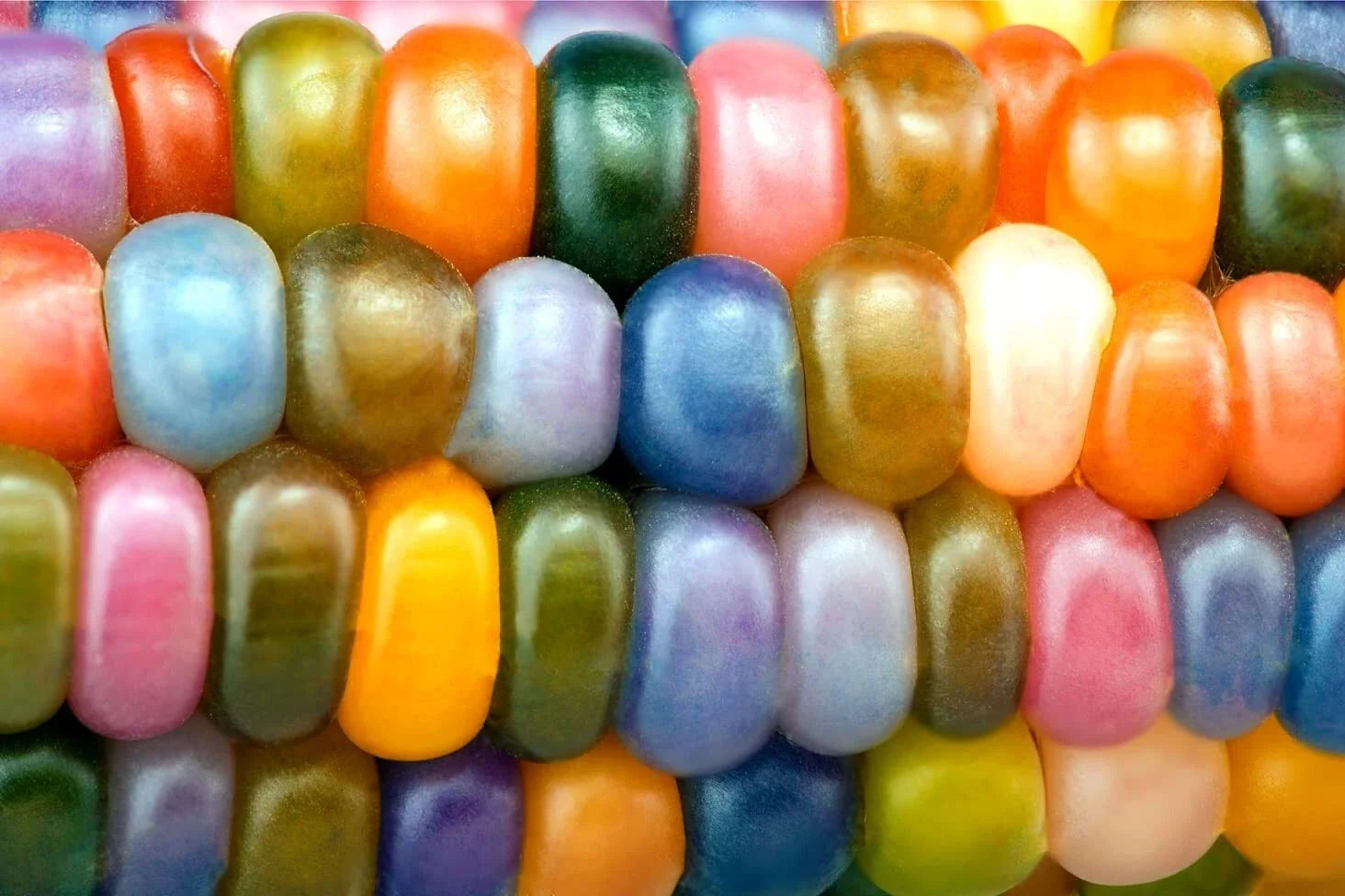 Glass Gem Indian Corn Seeds - Vibrant Translucent Kernels - Zea mays - 25+ Seeds for Ornamental Garden and Autumn Decor