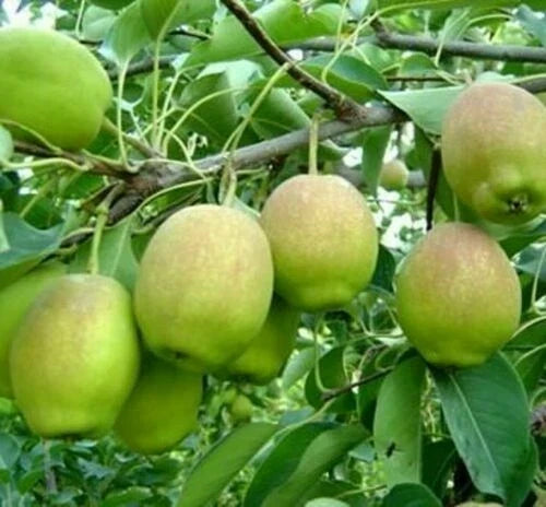 Hosui Sand Pear Seeds - Pack of Seeds for Pyrus pyrifolia, Fragrant Asian Korla Rose Fruit Tree, Edible Pears, Juicy and Sweet