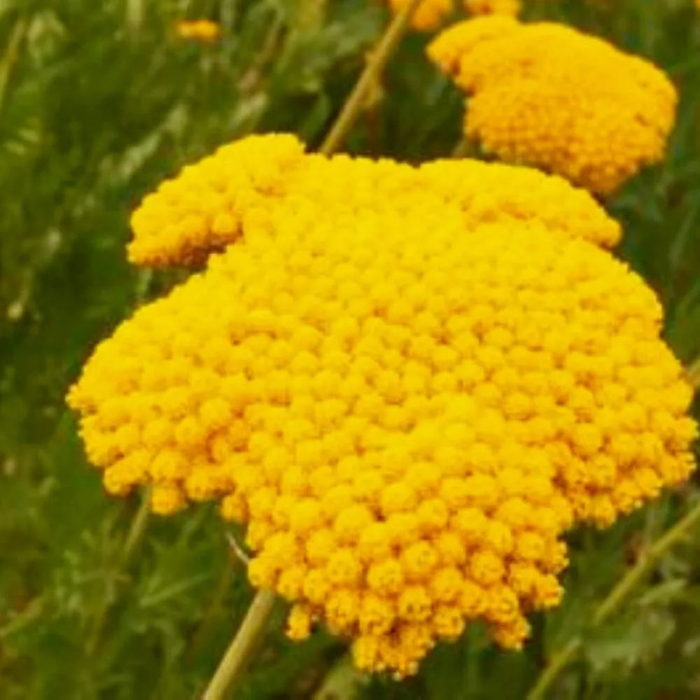 Golden Yarrow Seeds | Heirloom NON-GMO Achillea filipendulina | Fresh Garden Seeds