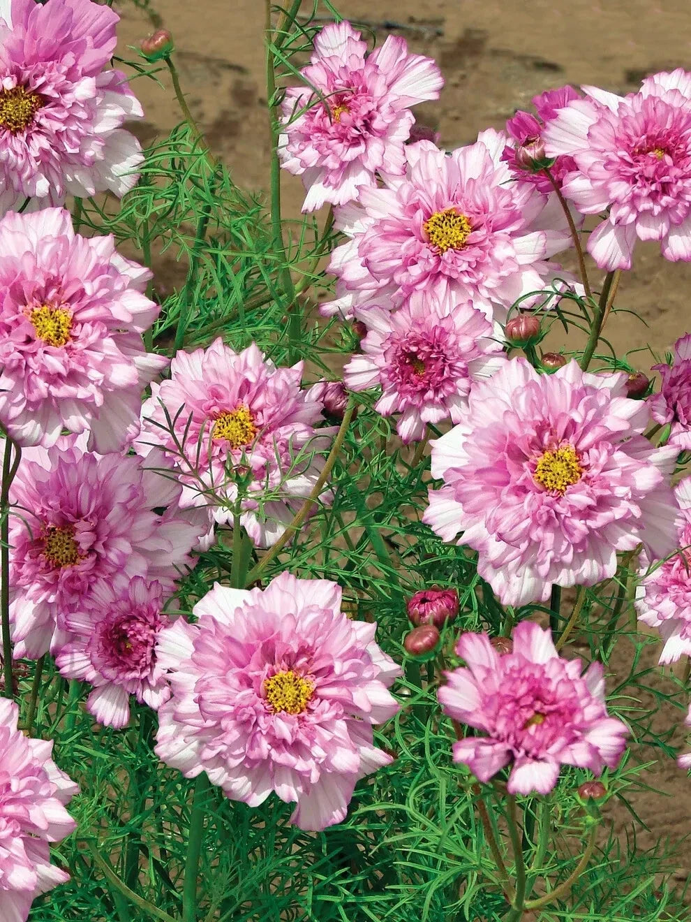 Double Click Bicolor Rose Cosmos Seeds - 200+ Cosmos bipinnatus Garden Seeds for Borders & Cut Flowers