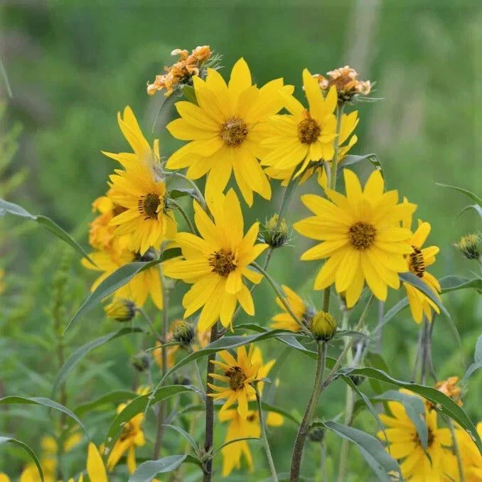 Maximilian Sunflower Seeds - 1,000 Count Non-GMO Helianthus maximiliani