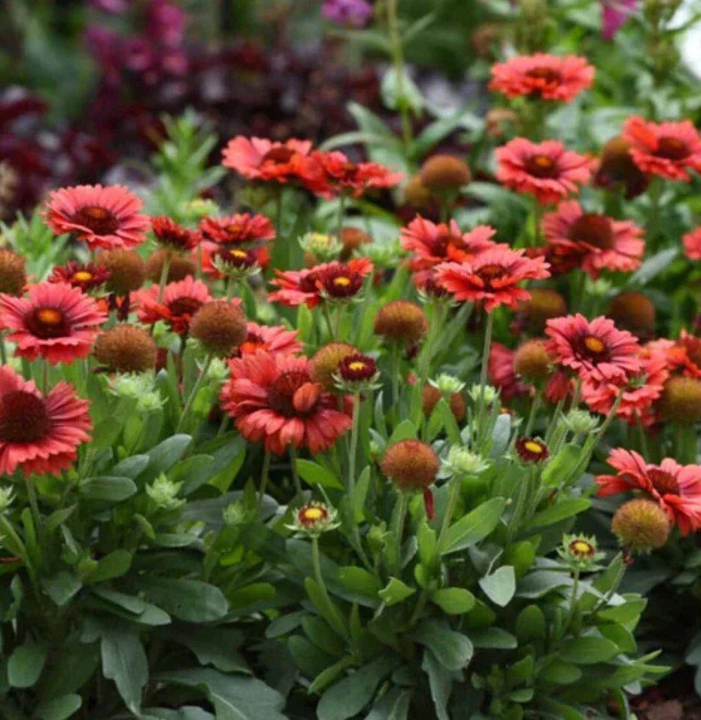 Spintop Red Flower Plant - Potted 6-inch Upright Bushy Red Blooms - Spintopia rubra for Gardens & Containers