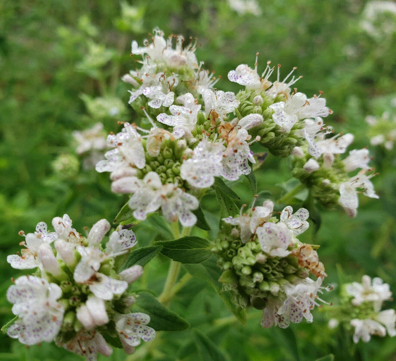 Mountain Mint Seeds 25 Count | Pycnanthemum Verticillatum | Herbal Tea Plant | Florida Grown