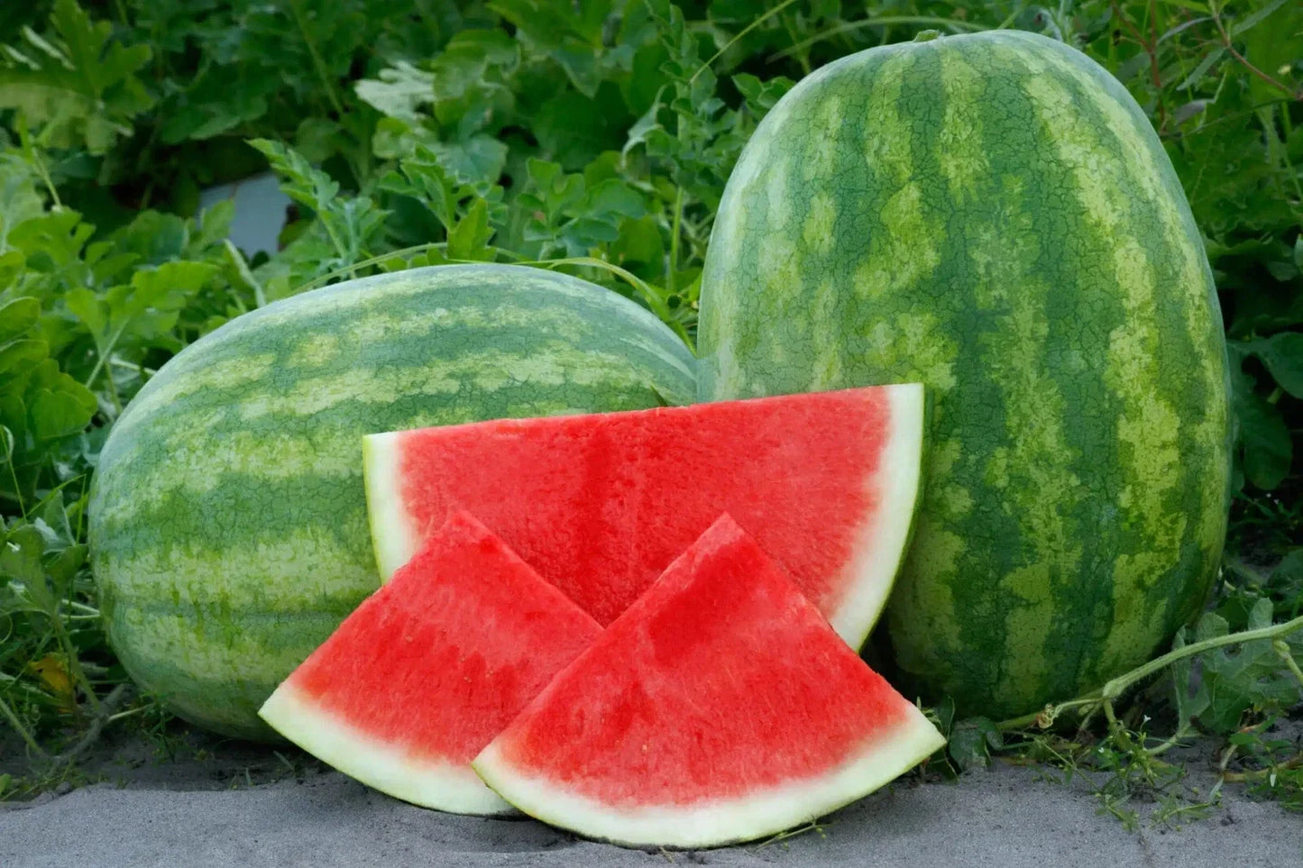 Seedless Watermelon Seeds - Secretariat Variety, 50 Pack, USA Grown, Citrullus lanatus, Home Garden, Summer Harvest