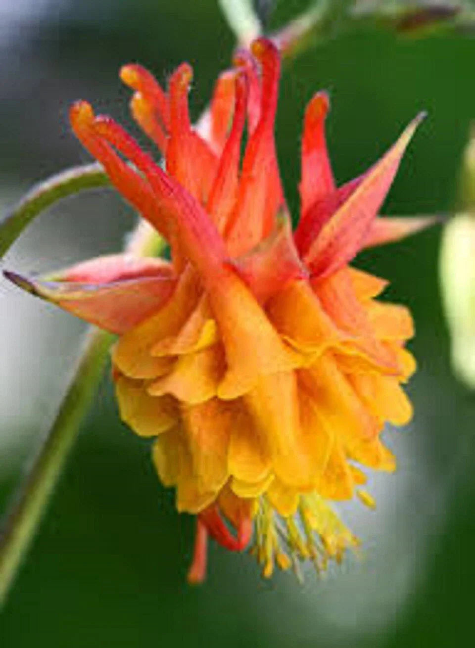 50 Double Orange Yellow Columbine Seeds | Aquilegia chrysantha Perennial Flowers