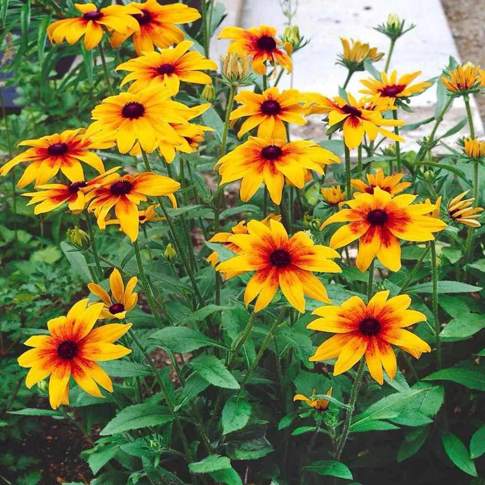 Gloriosa Daisy Seeds - 1000+ Rudbeckia Hirta Seeds - Butterfly Attracting Flowers - USA Shipping