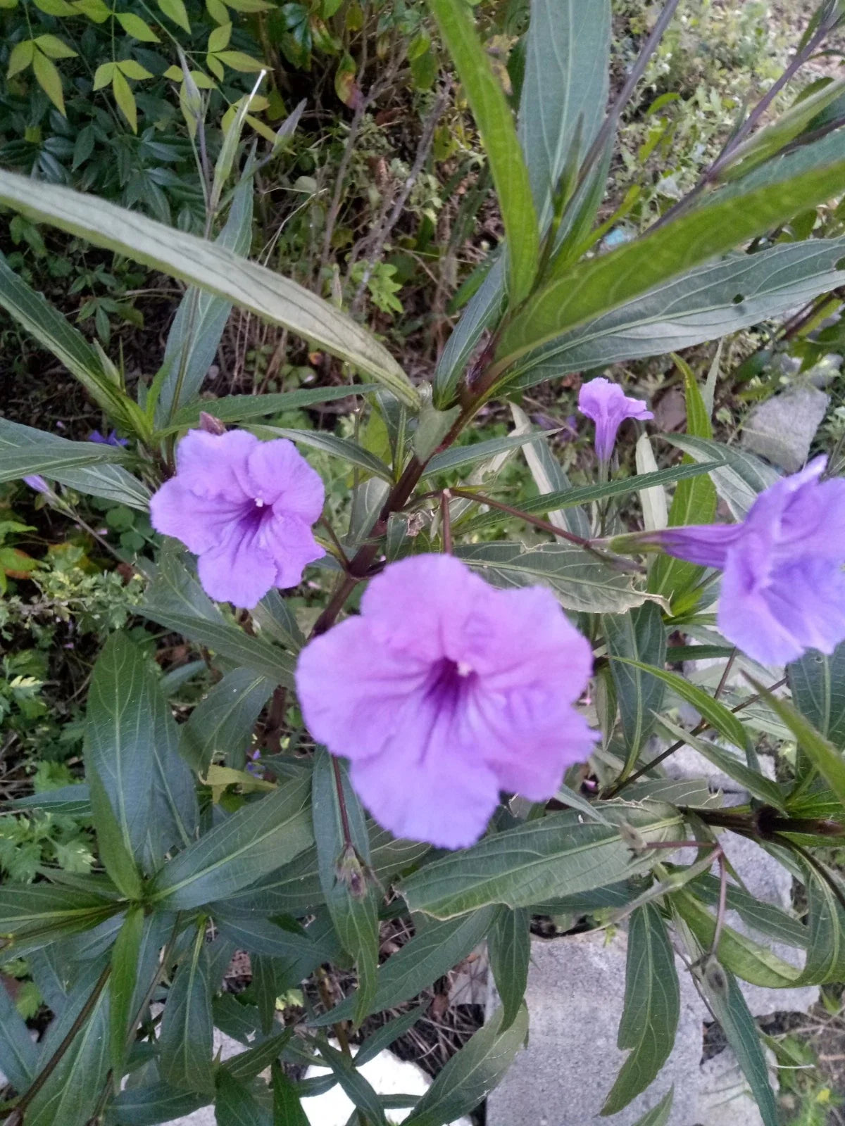 Purple Showers Mexican Petunia Cuttings – 5" Rooted Plants, Ruellia Simplex, Vibrant Purple Blooms for Garden, Borders & Containers