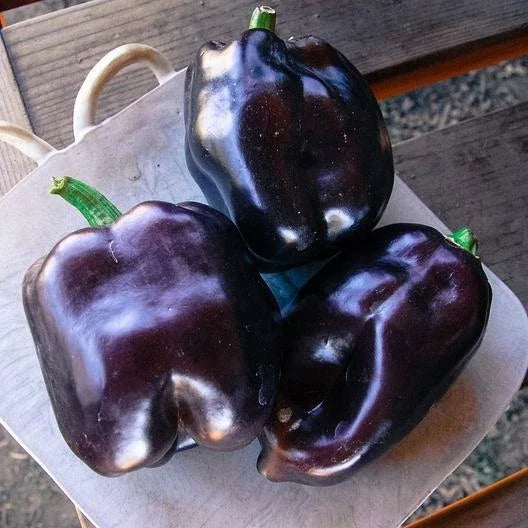Heirloom Purple Bell Pepper Seeds – Non-GMO Capsicum annuum, 50 Pack, Vibrant Purple, Vegetable Seeds for Garden & Container Planting