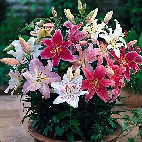 Mixed Oriental Lily Bulbs - 6 Fresh Bulbs, Easy to Grow, Fragrant Flowers, Lilium orientalis