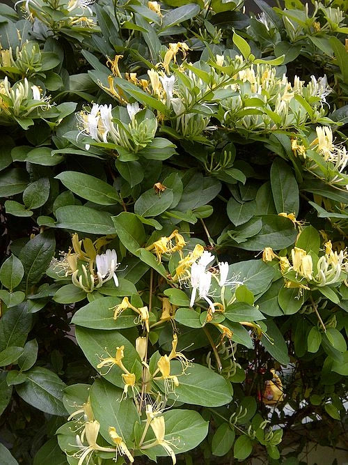 Japanese Honeysuckle Vine Cuttings - 8" Unrooted Clippings - Lonicera japonica - Organic NC