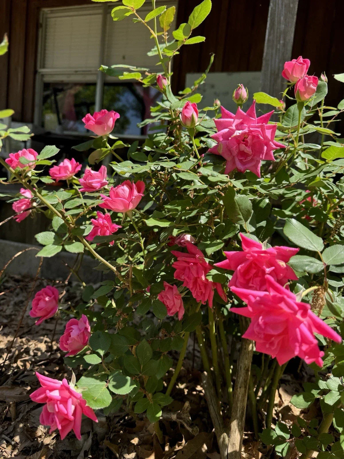 Double Pink Knock Out Roses Rooted Cuttings - Vibrant, Disease-Resistant Rosa 'Radrazz' Live Plants