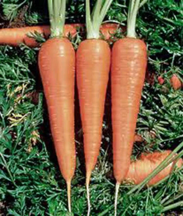 Heirloom Carrot Seeds Danvers 126 - 500+ Organic Seeds for Garden