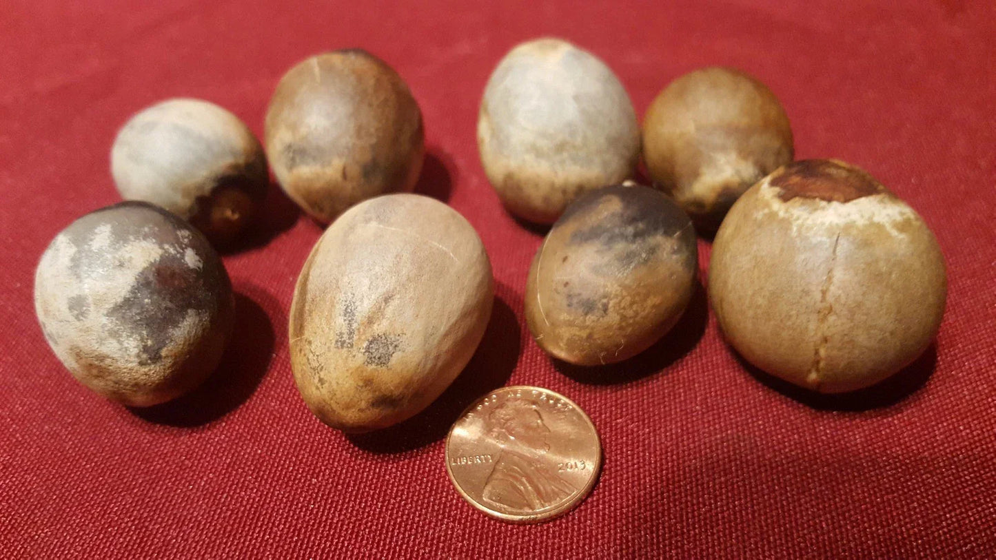 Avocado Seeds 8 Pack - California Avocado Tree Seeds Persea americana
