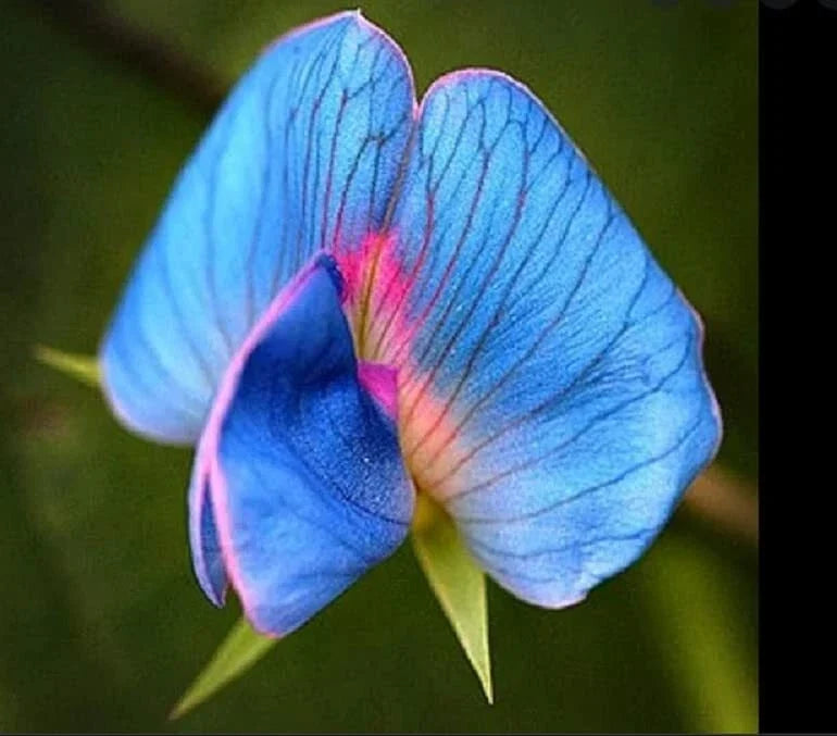 King TUT Blue Sweet Pea Seeds - 5 Rare Lathyrus sativus azureus for Climbing, Fragrant Blooms, Heirloom Variety