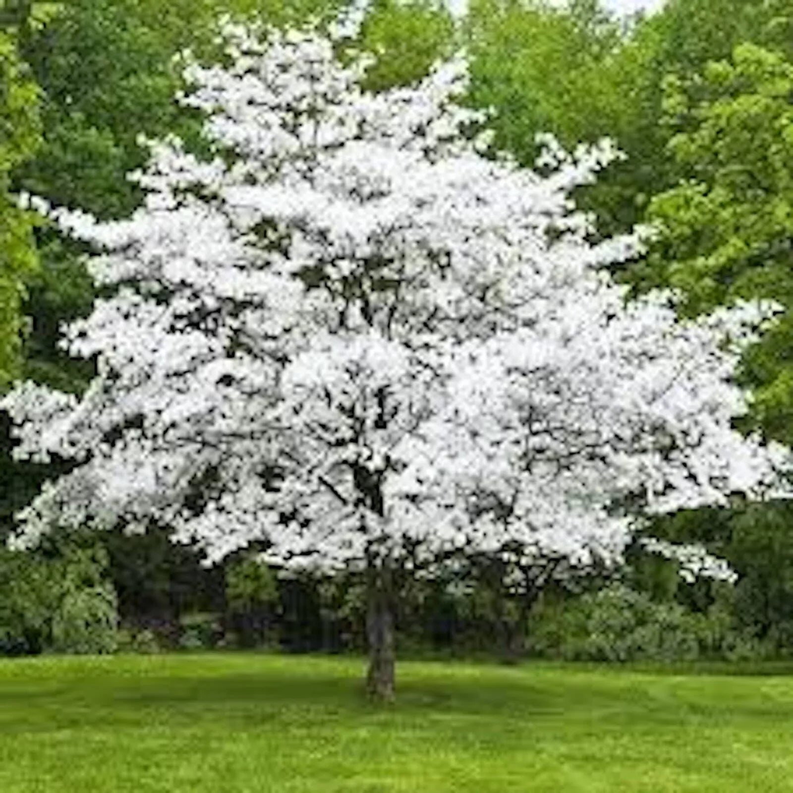 White Dogwood Trees Bare Root 12-24in, Cornus florida, Spring Bloom, Attracts Birds & Butterflies, Live Plants