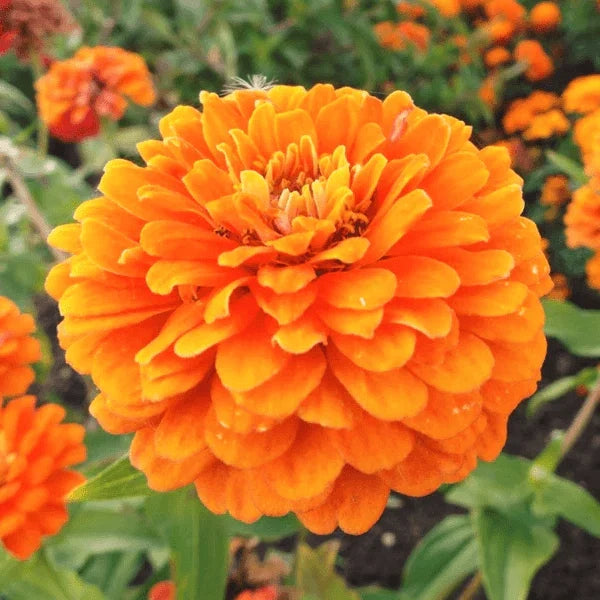 Zinnia Seeds | Giant 5" Double Orange Flowers | Heirloom Variety | Zinnia elegans