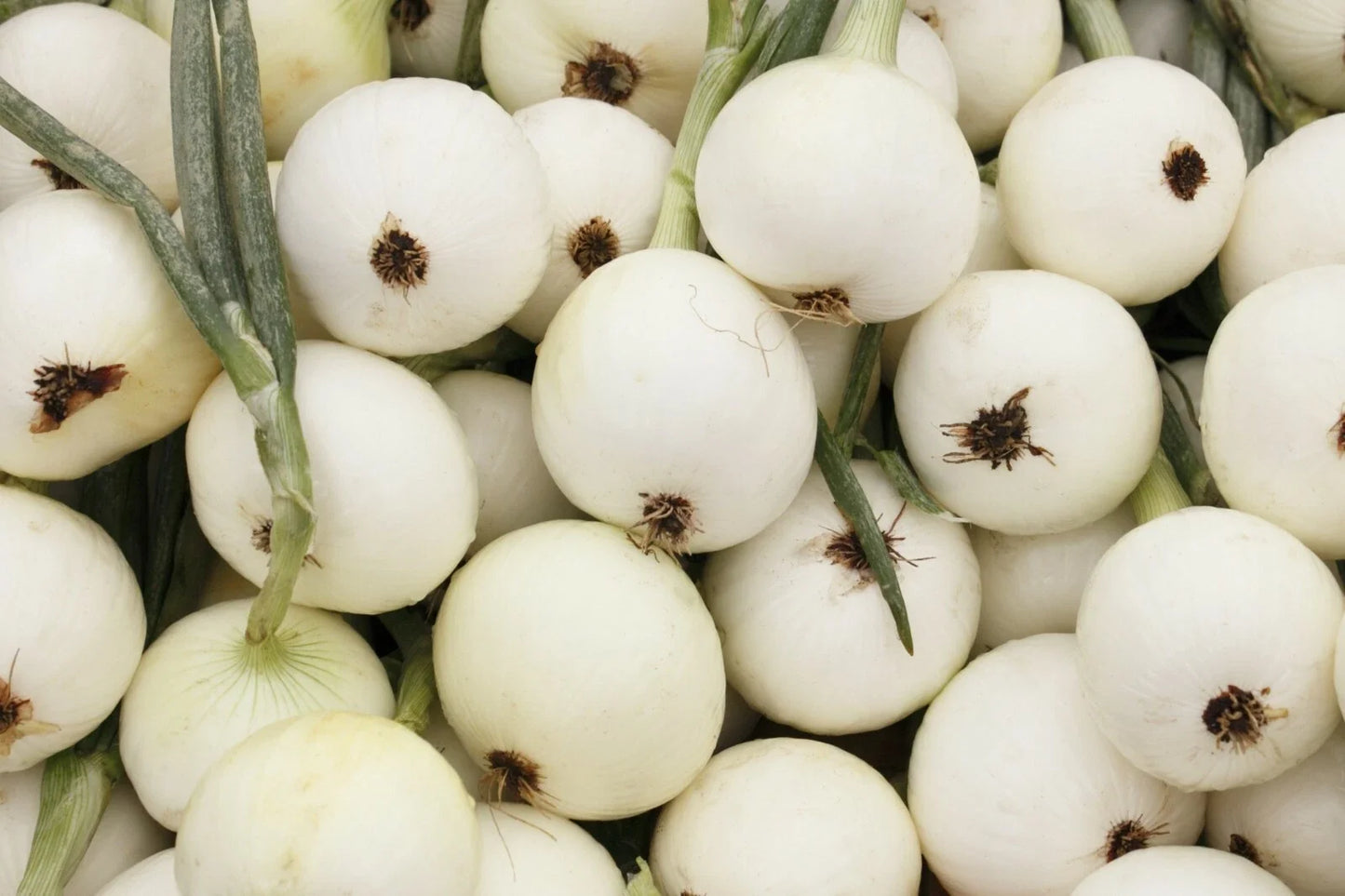 White Spanish Onion Seeds – Non-GMO Vegetable Garden Seeds for Allium cepa, Sweet and Mild Bulb-Forming Onions, 200+ Seeds