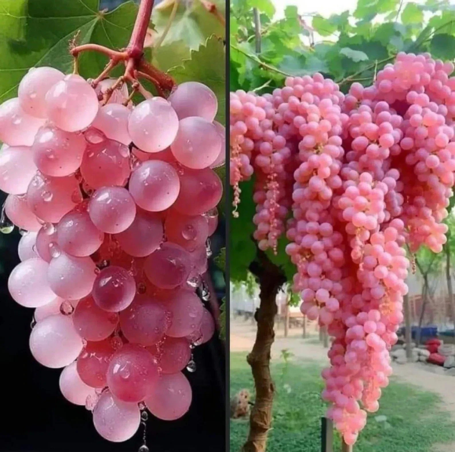 Rare Organic Japanese Koshu Grape Cuttings - Vitis vinifera 'Koshu' for Rooting or Grafting, 5 Pieces