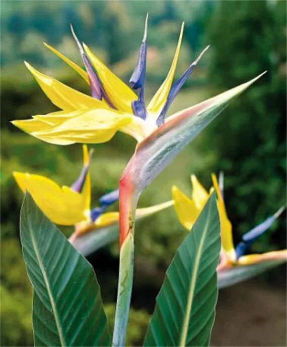Yellow Bird of Paradise Plant - 10-12" Rooted Strelitzia Reginae - Mandala's Gold Variety for Indoor & Outdoor Gardening