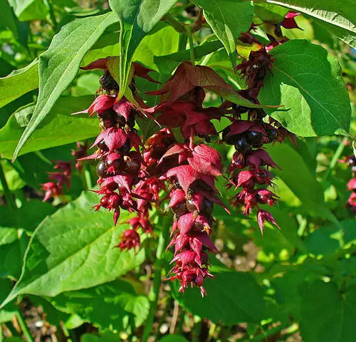Himalayan Honeysuckle Bush Seeds, 201 Pack, Hardy Perennial, Symphoricarpos albus, Attractive Foliage & Flowers