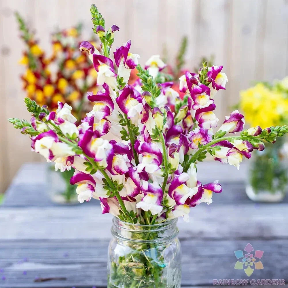 Cherry Twist Snapdragon Seeds - 1000+ Count, Antirrhinum majus, Garden Planting, Vibrant Cherry-Red Blooms, Easy to Grow