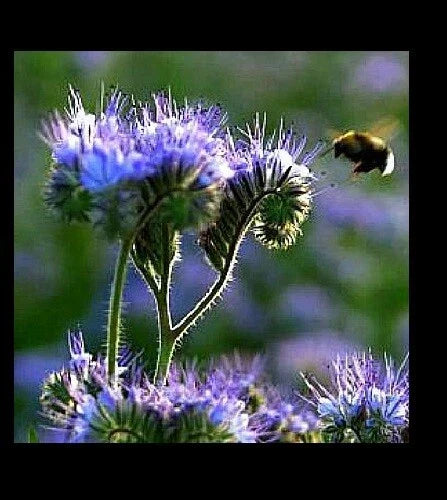 Purple Tansy Seeds Bulk - 2000 Count Fiddleneck Lacy Phacelia for Pollinators