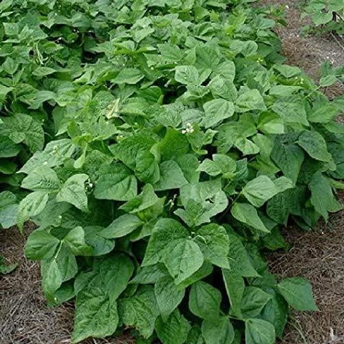 Contender Bush Bean Seeds – High Yield Phaseolus vulgaris – Compact Growth, Easy to Grow, 50+ Seeds for Home Gardens